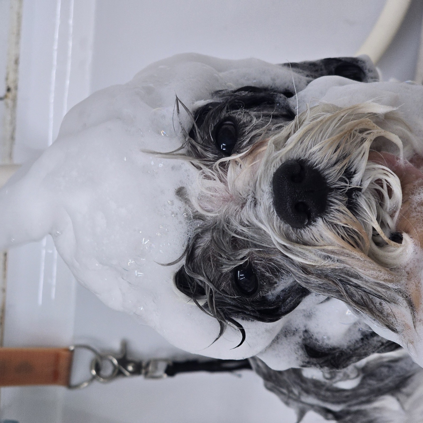 シャンプー中の犬