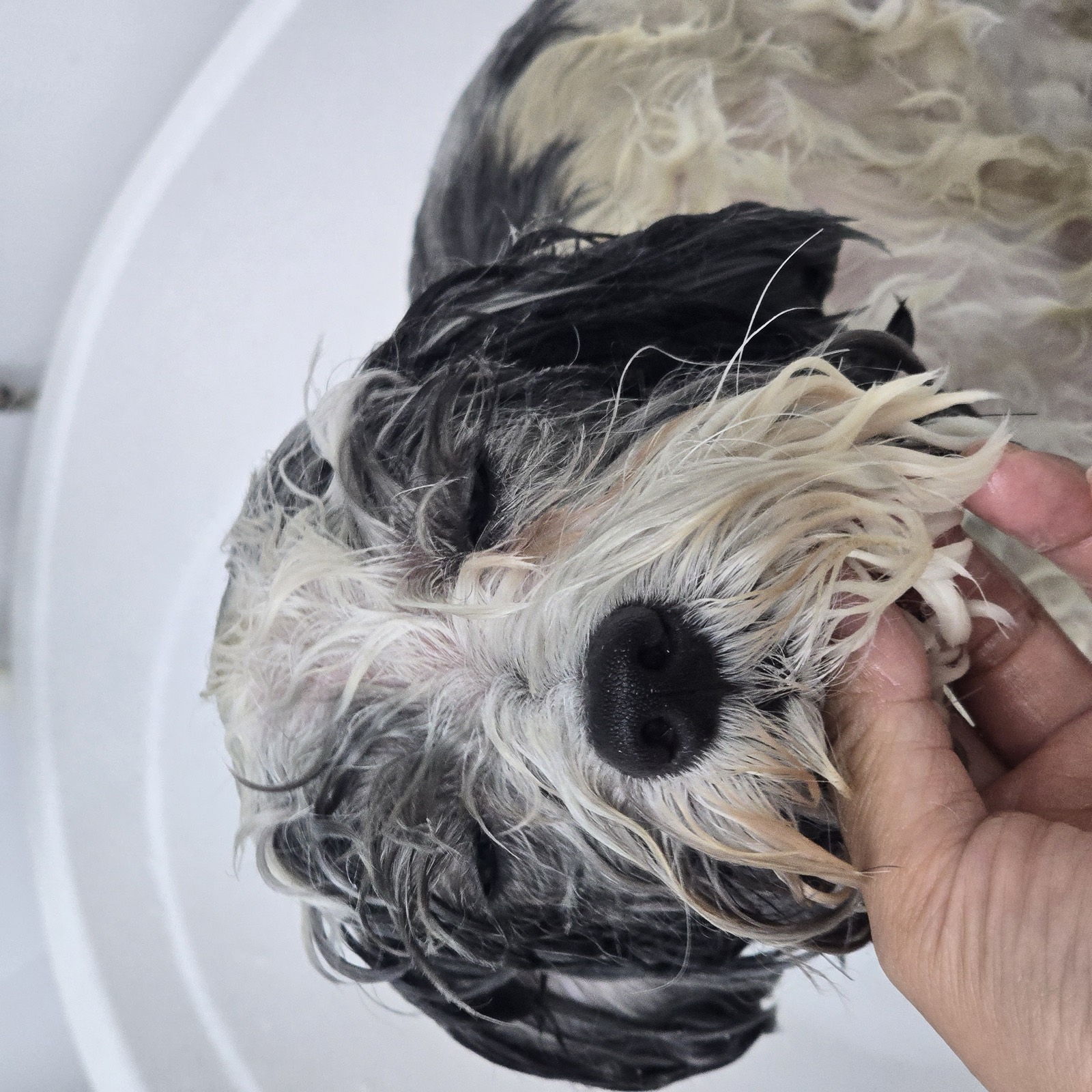 シャンプー中の犬