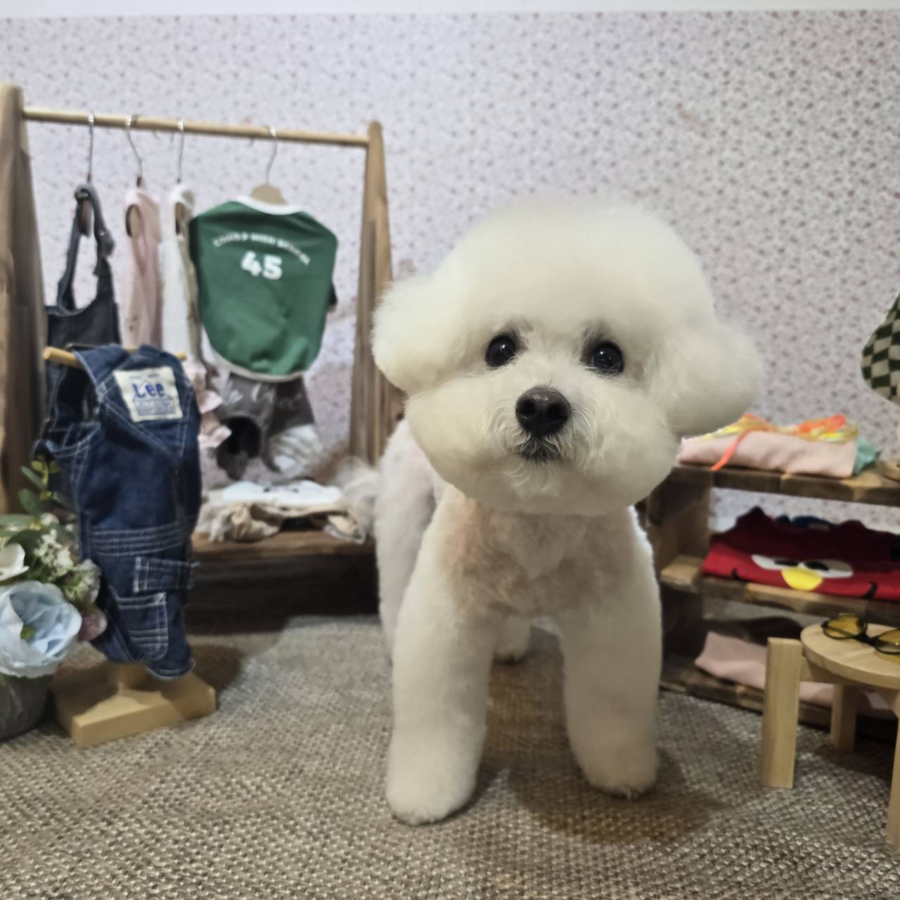 ビションフリーゼ