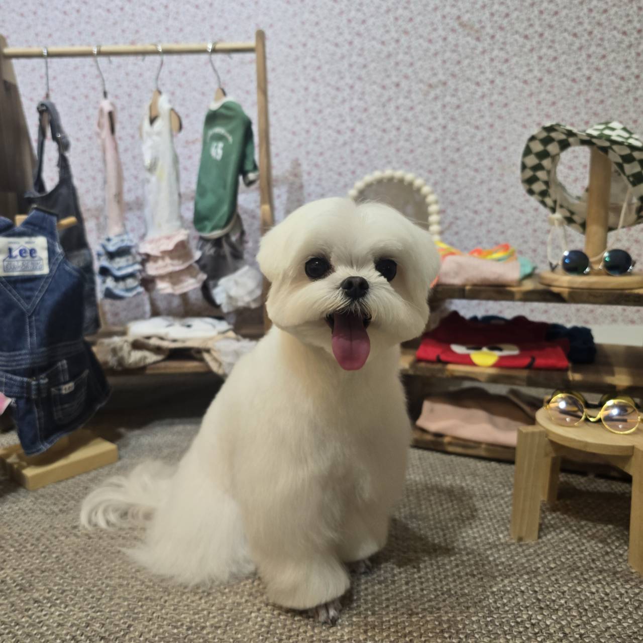 マルチーズ