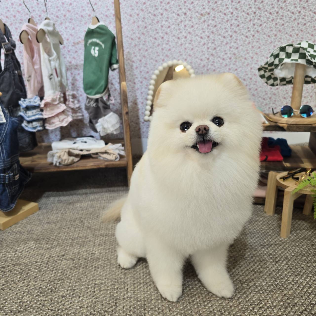 ポメラニアン