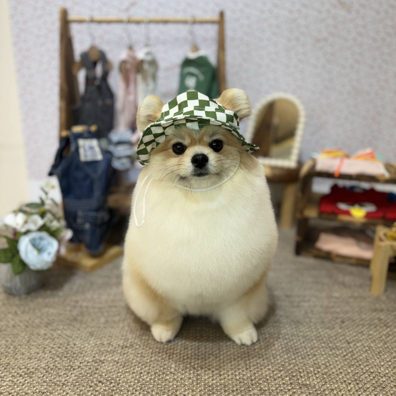 ポメラニアン