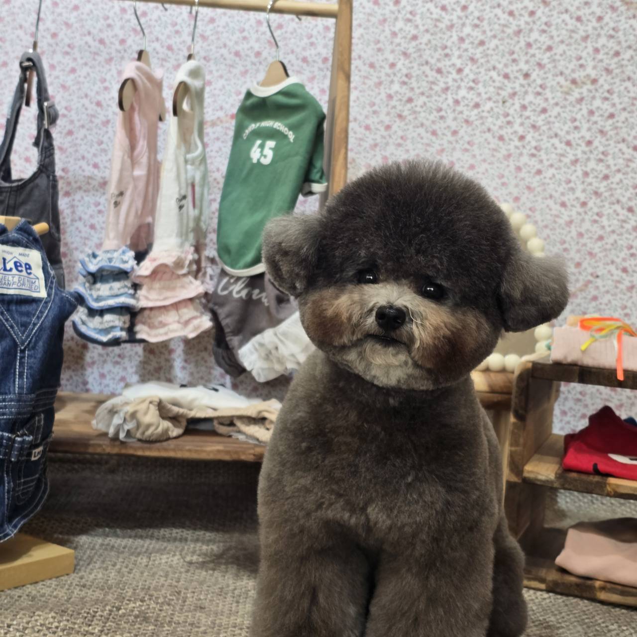 トイプードル