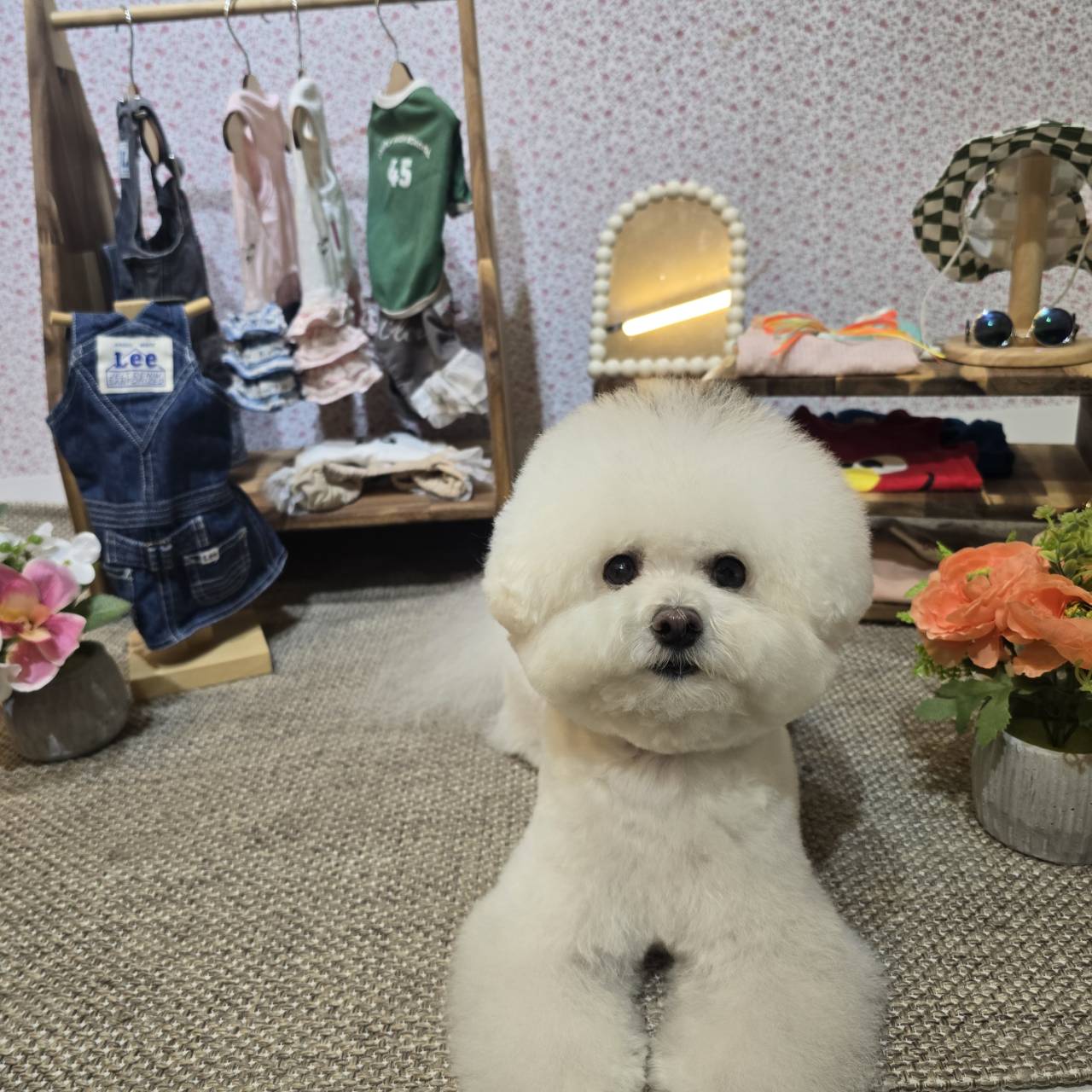 ビションフリーゼ