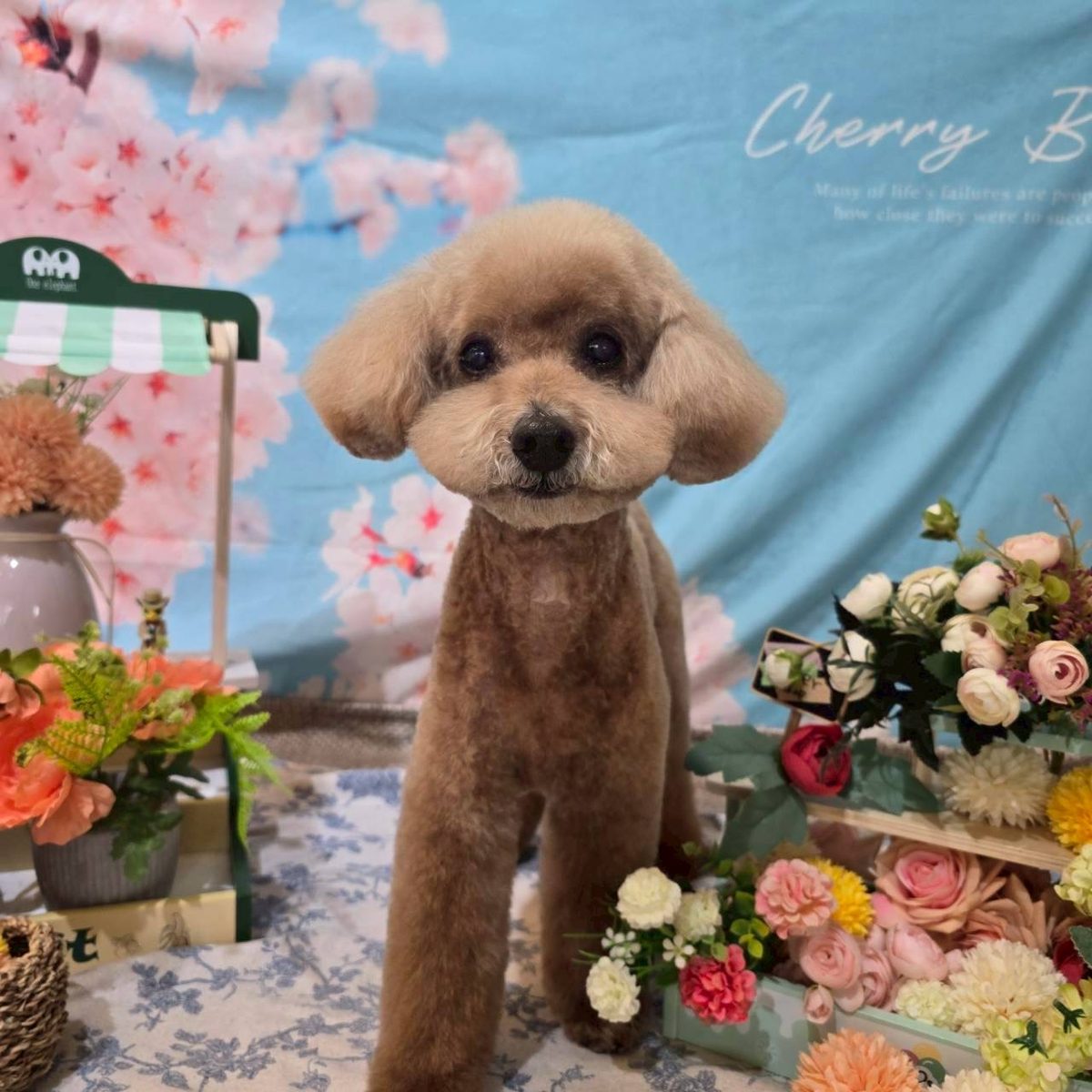 思い出フォト 桜