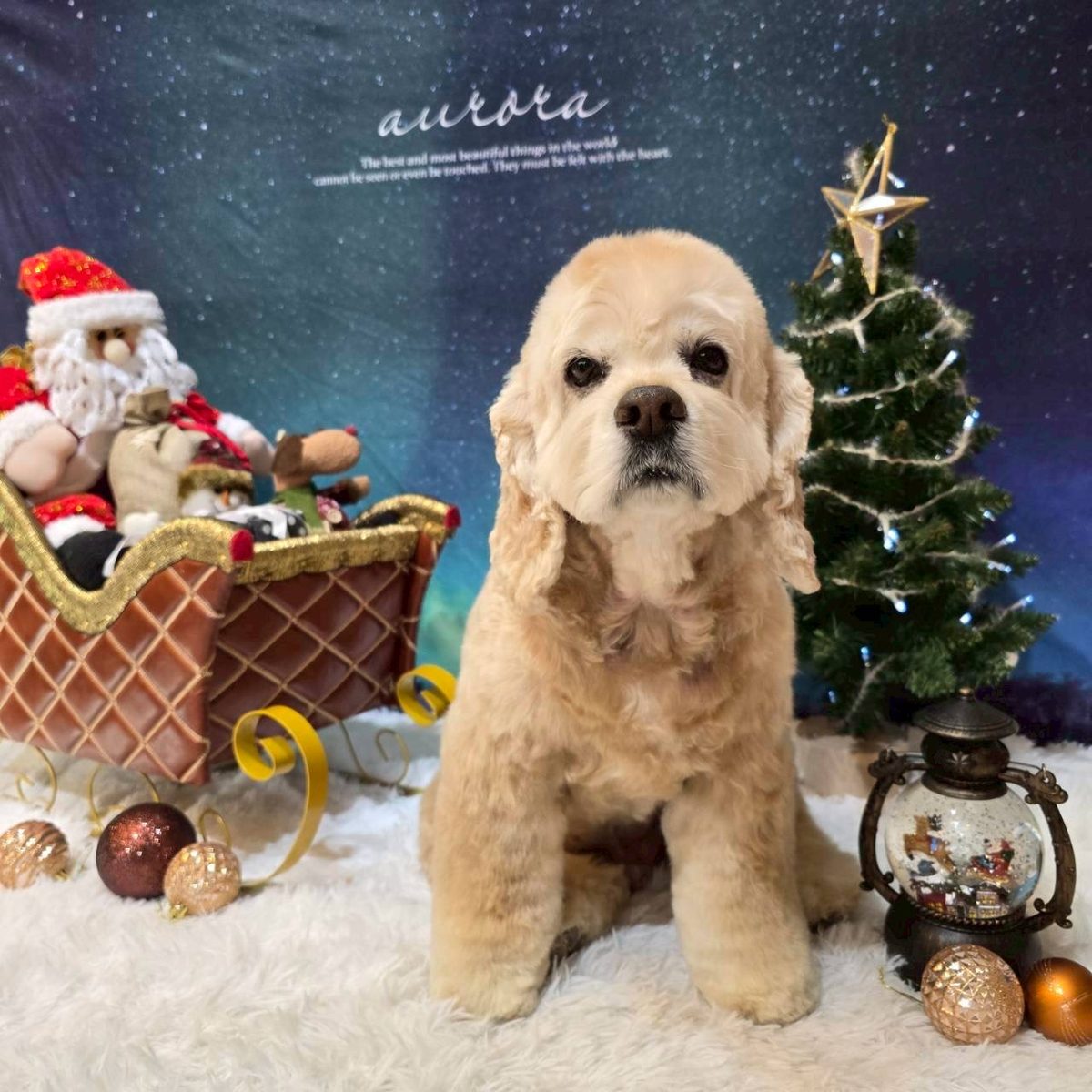 思い出フォト クリスマス