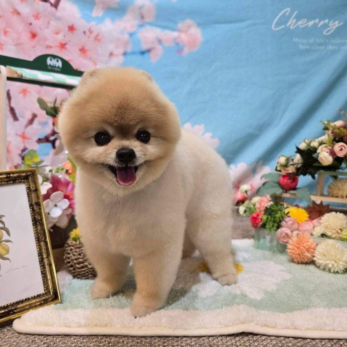 はじめてのトリミングの様子